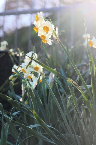 かれんな花を咲かせるニホンスイセン＝南あわじ市灘黒岩