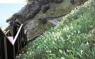 約６０万本のニホンスイセンが咲き始めた灘黒岩水仙郷。全国有数の群生地として知られる＝南あわじ市灘黒岩