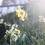 かれんな花を咲かせるニホンスイセン＝南あわじ市灘黒岩