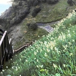 約６０万本のニホンスイセンが咲き始めた灘黒岩水仙郷。全国有数の群生地として知られる＝南あわじ市灘黒岩