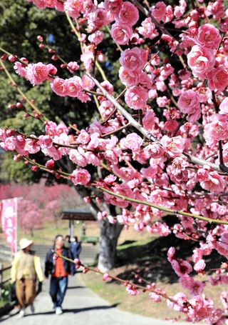 丸く愛らしい花を咲かせるウメ＝広田梅林ふれあい公園