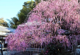 見頃を迎えている「八木のしだれ梅」＝南あわじ市八木馬回