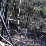 １月２４日夜に発生した山林火災の現場。火は約１万平方メートルに広がった＝淡路市下河合