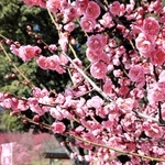 丸く愛らしい花を咲かせるウメ＝広田梅林ふれあい公園