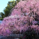 7.5メートルのしだれ梅古木、降り注ぐ花のシャワー　南あわじ各地で見頃に