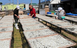塩ゆでしたばかりのシンコ。天日にさらして仕上げる＝淡路市育波