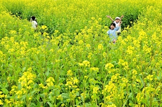 ゴールを探して菜の花畑を走り回る子どもら＝洲本市大野