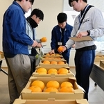 かんきつ類の出来栄えを見比べる品評会の審査員＝淡路県民局