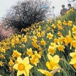 春の光を浴びて輝く黄色のラッパスイセン。早咲きのサクラ（左奥）も楽しめる＝淡路市多賀