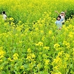 ゴールを探して菜の花畑を走り回る子どもら＝洲本市大野