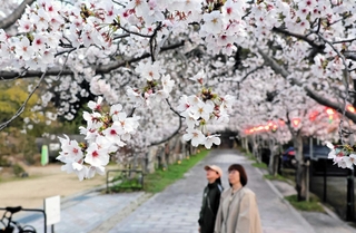 ぼんぼりの明かりに浮かび上がるソメイヨシノの桜並木＝洲本市山手３