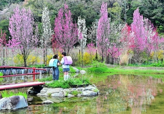 見頃を迎えたハナモモ。紅白の花が水面に映える＝洲本市千草戊