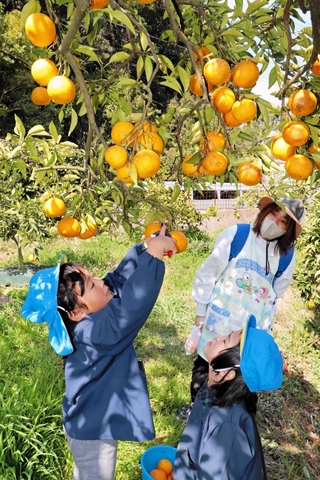淡路島なるとオレンジを収穫する園児ら＝淡路市中田