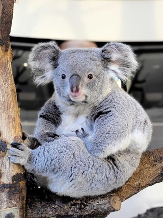 イングランドの丘に仲間入りする「こまち」（東京動物園協会提供）
