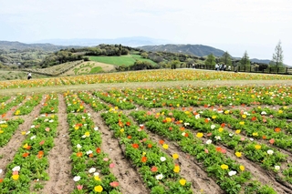 見頃を迎え、鮮やかに咲くアイスランドポピー（あわじ花さじき提供）
