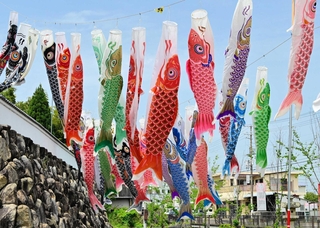 県道沿いで悠々と泳ぐこいのぼり。町を活気づけている＝淡路市志筑