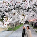 ぼんぼりの明かりに浮かび上がるソメイヨシノの桜並木＝洲本市山手３