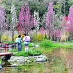 見頃を迎えたハナモモ。紅白の花が水面に映える＝洲本市千草戊