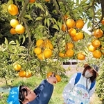 忘れじの「なるとオレンジ」　元教員が亡父の農園引き継ぎ栽培　淡路島の固有種、紙芝居で伝える