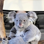 イングランドの丘に仲間入りする「こまち」（東京動物園協会提供）