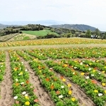 淡路の春、今が盛り　5月24日まで島内各地で「花祭」　イベント多彩に