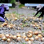 タマネギを収穫するスポットワーカー＝南あわじ市内
