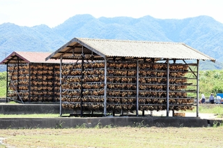 収穫を終え、乾燥貯蔵されるタマネギ小屋の「つり玉」＝南あわじ市神代地頭方