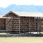 収穫を終え、乾燥貯蔵されるタマネギ小屋の「つり玉」＝南あわじ市神代地頭方
