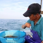 生きたアジを針に付け、海中に投入していく安達金次さん＝南あわじ市沼島沖