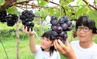 たわわに実った甘いブドウに、顔をほころばせる子どもら＝淡路市野島常盤
