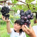 たわわに実った甘いブドウに、顔をほころばせる子どもら＝淡路市野島常盤