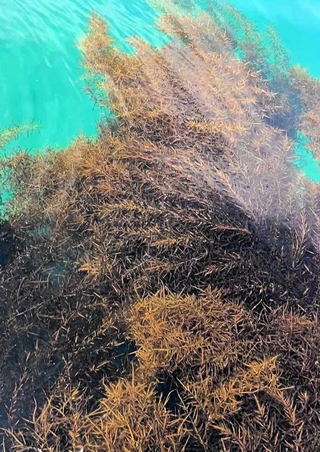 沼島の海中で育っているアカモク（南あわじ市提供）