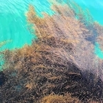 沼島の海中で育っているアカモク（南あわじ市提供）