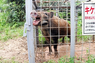 箱わなで捕獲されたイノシシ＝淡路市育波