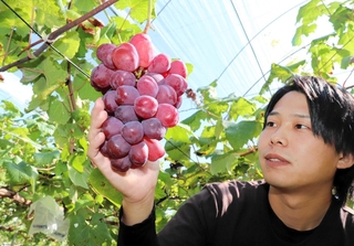５年掛かりで栽培した「富士の輝」の収穫を喜ぶ田中雅貴さん＝淡路市山田甲