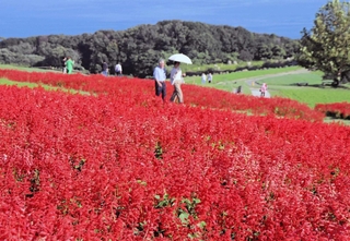 丘一面を赤く染めるサルビアの花＝淡路市楠本