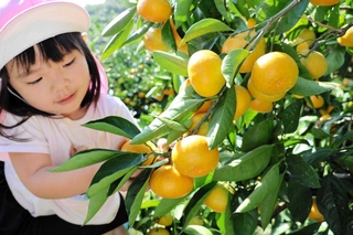 たわわに実ったミカンを収穫する子ども＝洲本市宇山