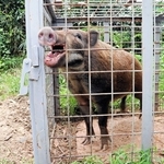 箱わなで捕獲されたイノシシ＝淡路市育波