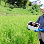 稲穂が実った田んぼで、乾燥中のコーヒーかすを手にする柳瀬りかさん。「協力してくれる人がいることが幸せ。資源化や寄付を知るきっかけになれば」と話す＝洲本市金屋