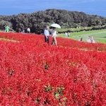 丘一面を赤く染めるサルビアの花＝淡路市楠本