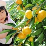 たわわに実ったミカンを収穫する子ども＝洲本市宇山