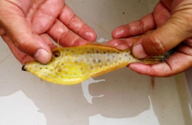 神戸新聞next 絶対食べないで 有毒魚 ソウシハギ に注意 神戸