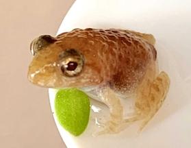 神戸新聞next 白いオタマジャクシ 育てたら 黄金のカエル になりました