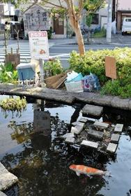 優雅に泳ぐニシキゴイ＝神戸市灘区の都賀川公園