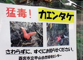 致死量がわずか３グラムのカエンタケ。触らないようビラで注意を呼び掛ける＝西宮市甲山町