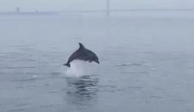 明石海峡大橋を背にジャンプするイルカ＝１０日午後、片岡実さん提供