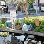優雅に泳ぐニシキゴイ＝神戸市灘区の都賀川公園