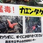 致死量がわずか３グラムのカエンタケ。触らないようビラで注意を呼び掛ける＝西宮市甲山町