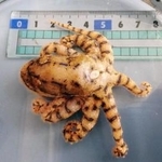 昨年１２月に明石市沖で捕獲されたヒョウモンダコ（兵庫県提供）