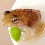 体長１・５センチほどに成長した「黄金のカエル」＝姫路市